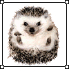 ЕЖАРА